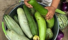 明天摘瓜吃,共享甜蜜时光