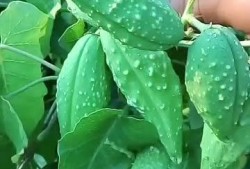 吃瓜拉瓢,揭秘娱乐圈背后的故事与真相