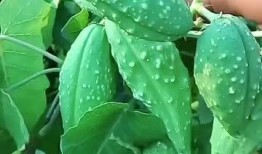 吃瓜拉瓢,揭秘娱乐圈背后的故事与真相