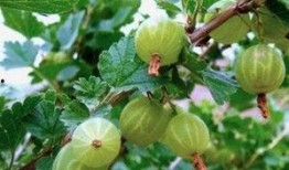 带你吃瓜野生鞭炮,带你领略传统火药的独特魅力