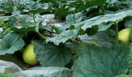 甜瓜脆瓜间隔多远吃,美味间隔，健康生活新主张