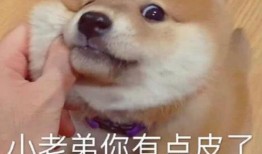 啊哈吃瓜表情包,网络时代的趣味社交新宠