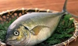 吃八瓜鱼,探寻海洋中的美味传奇