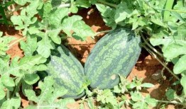 张丁维河源吃瓜,一场别开生面的吃瓜之旅