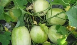 重医专吃瓜,揭秘校园热点事件背后的真相