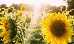 葵花吃瓜小说,揭秘校园风云背后的秘密