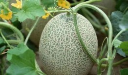 风情by大白在吃瓜,吃瓜界的风云人物