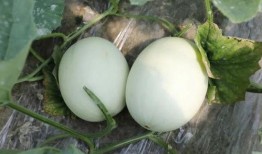 吃瓜的蘑菇,揭秘蘑菇的奇妙食性