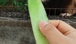 你吃瓜我吃皮,揭秘“吃瓜我吃皮”背后的趣味人生