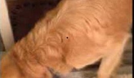 金毛吃瓜被抓,宠物安全意识需加强