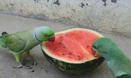 每天吃瓜得痢疾,揭秘瓜果饮食与健康的关系