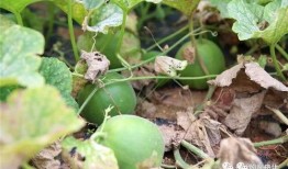 梨瓜怎么炒着吃,家常烹饪新体验