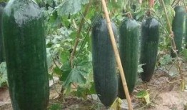 瓜怎么吃害虫,瓜类作物害虫的生态防治之道