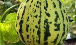 吃种子瓜,从吃种到收获的绿色奇迹