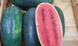 早起贪黑吃瓜,揭秘“早起贪黑吃瓜”的奇妙人生