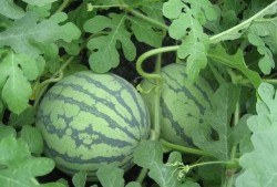 大小s吃瓜解说,娱乐圈幕后真相大揭秘