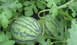 大小s吃瓜解说,娱乐圈幕后真相大揭秘