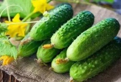 吃瓜加扣,揭秘娱乐圈背后的秘密与真相