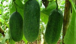 吃种子瓜,从吃种到收获的绿色奇迹