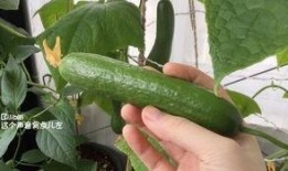 明天摘瓜吃,共享甜蜜时光