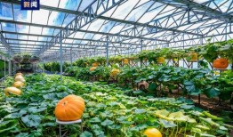 菜博会吃瓜,尽享田园美味盛宴”