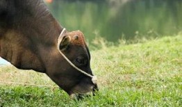 达奇老牛吃瓜视频,趣味横生的乡村生活瞬间