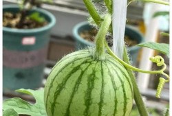 自由吃瓜头像男生,揭秘吃瓜男生的独特魅力