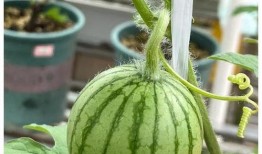 自由吃瓜头像男生,揭秘吃瓜男生的独特魅力