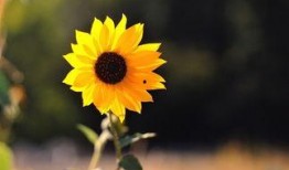 葵花吃瓜小说,揭秘校园风云背后的秘密