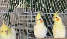 吃瓜神兽图片,揭秘神秘生物的趣味生活