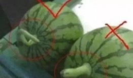 吃瓜网友名字大全,名字大全背后的趣味与智慧