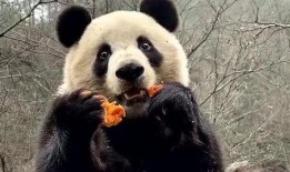 吃瓜直播间熊猫,揭秘娱乐圈幕后故事