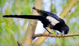 怎样防止鸟吃瓜,有效措施守护丰收瓜果