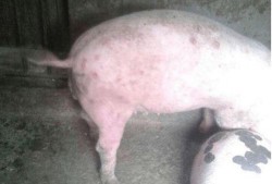 湿疹可以吃猪瓜吗,猪瓜的养生之道