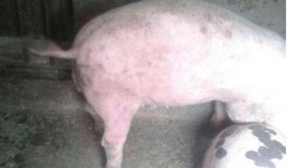 湿疹可以吃猪瓜吗,猪瓜的养生之道