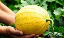 孕妇吃瓜恶心,揭秘瓜类食物的孕期影响