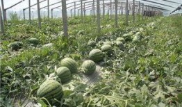 东北吃瓜吗,吃瓜群众的味蕾盛宴