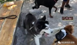 柴犬阳台吃瓜,一场关于吃瓜的欢乐时光