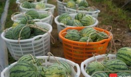 肇庆dna检测吃瓜,揭秘基因奥秘，吃瓜群众也能轻松参与