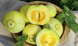 甜瓜脆瓜间隔多远吃,美味间隔，健康生活新主张