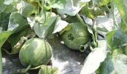 吃瓜的蘑菇,揭秘蘑菇的奇妙食性