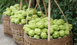 鲜佛瓜怎么吃,探索美味与健康的完美融合