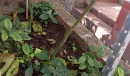 锦绣花园吃瓜,揭秘吃瓜群众的欢乐盛宴