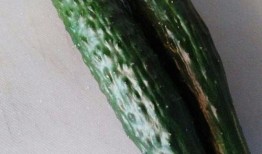 瓜怎么做成吃,创意瓜类美食制作指南