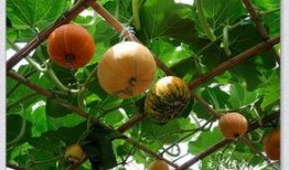 菜博会吃瓜,尽享田园美味盛宴”