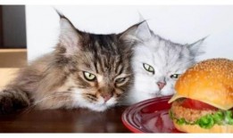 小肥猫吃瓜qq,揭秘网络红人的瓜田奇遇