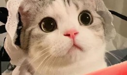 骗我吃瓜的bgm,BGM里的悬疑故事