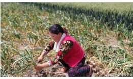 女人梦见自己结婚吃瓜,揭秘女人结婚吃瓜的神秘寓意